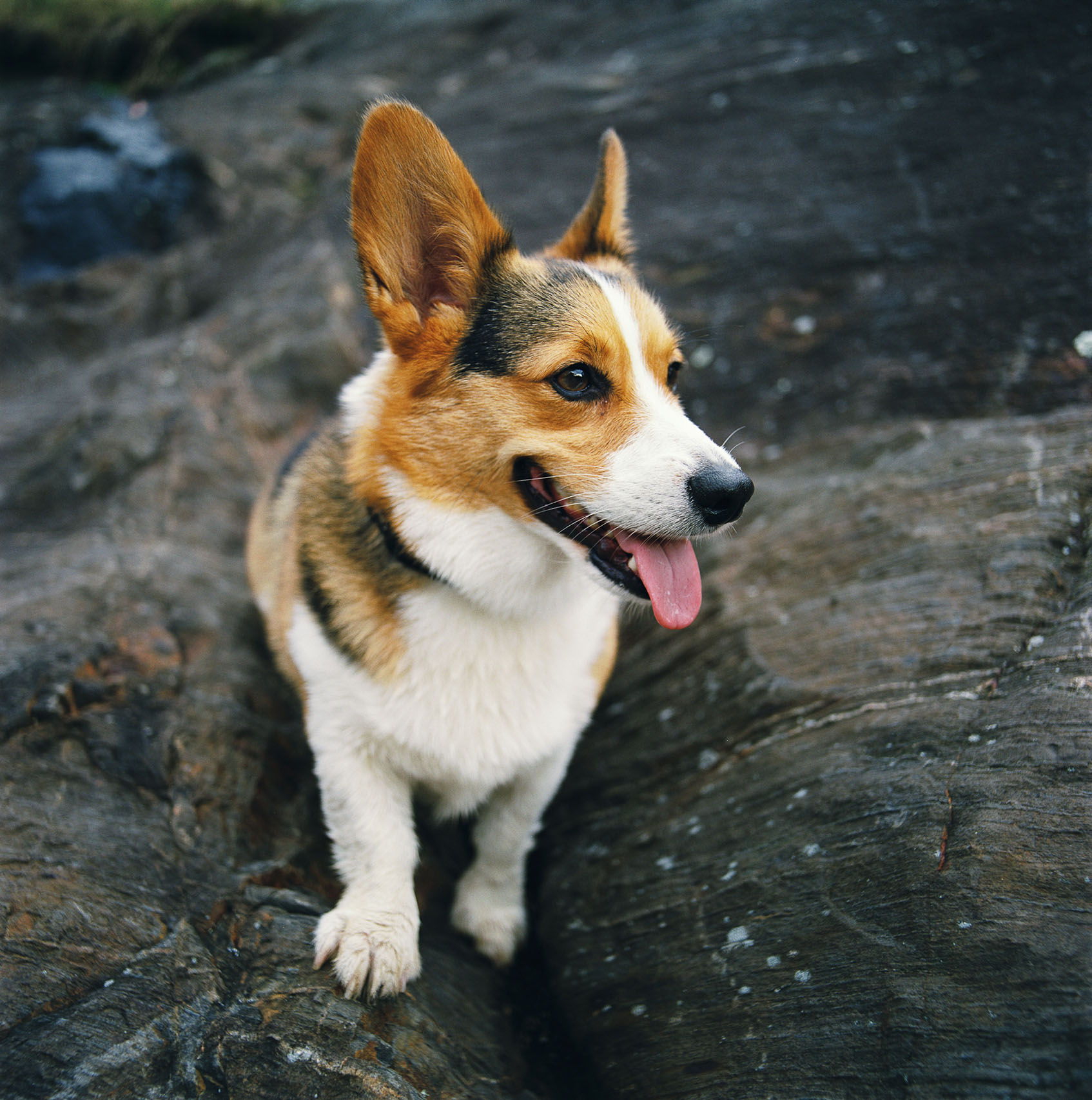 17-dogsAVS0367.JPG