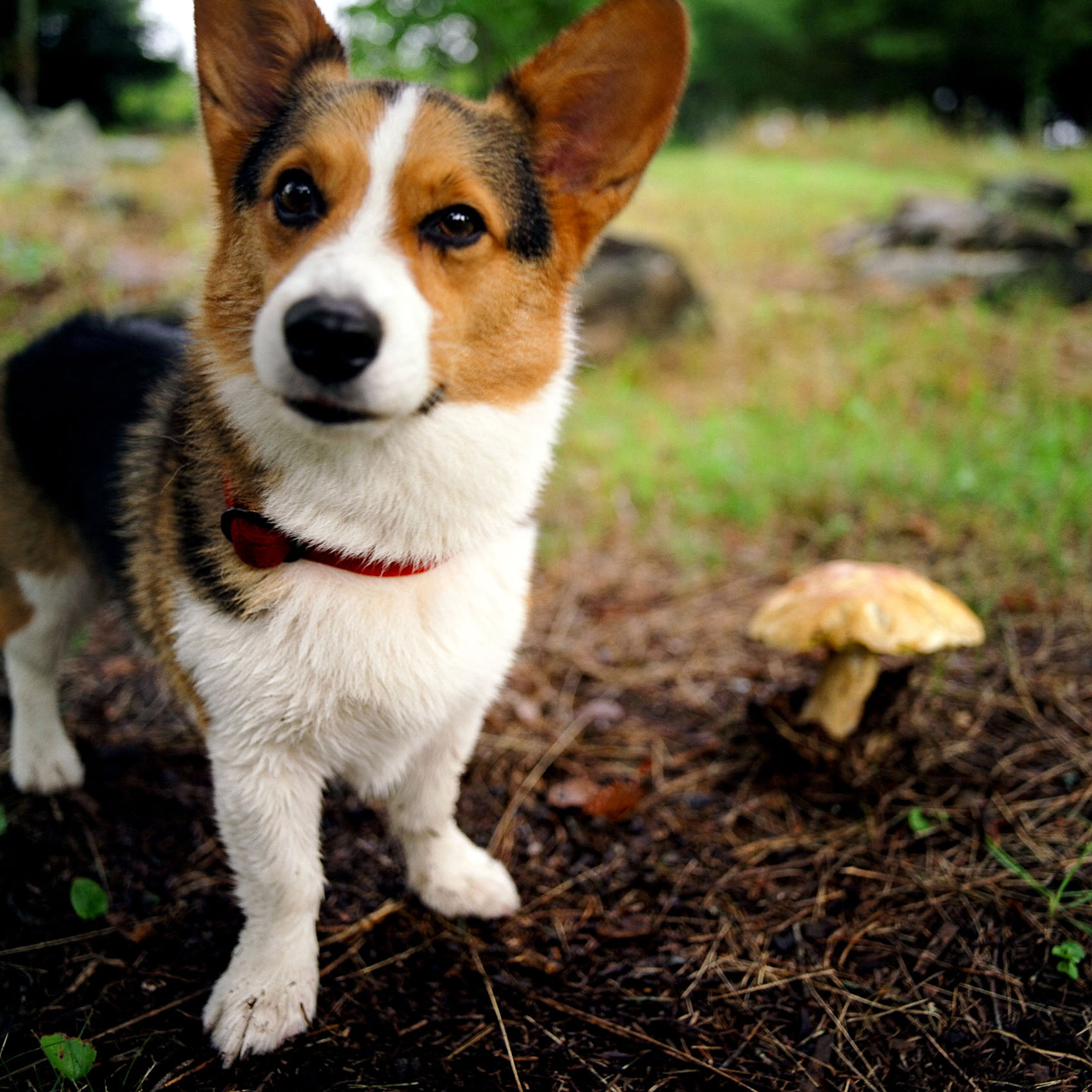 20-dogsAVS0374.JPG