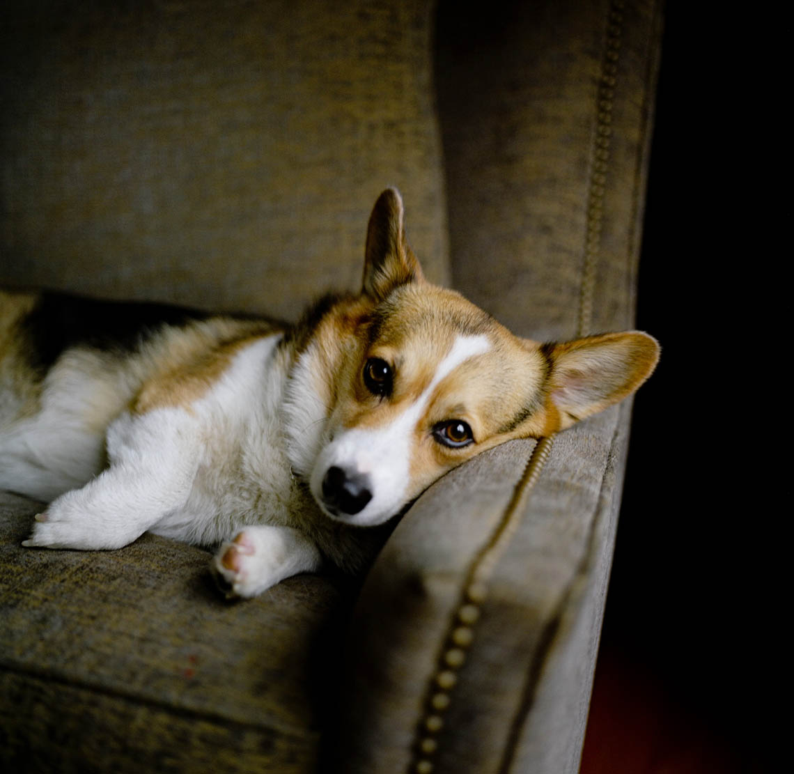25-911DOGSdot0042.JPG