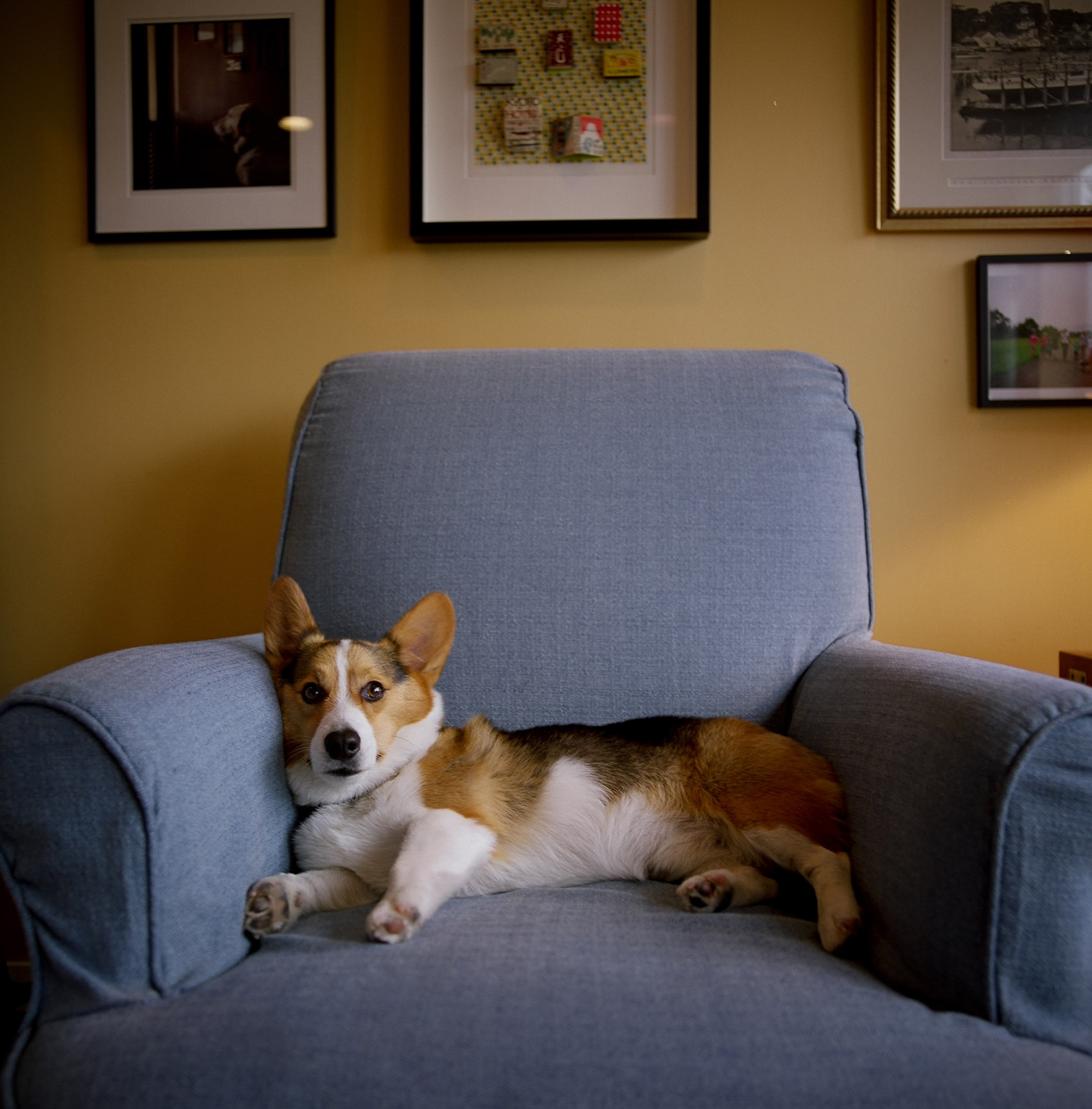 26-dogsAVS0363.JPG